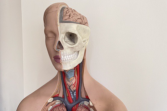 ☑️ vintage anatomy model