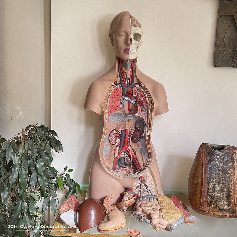 Large Vintage Anatomy Model, Made by 3B, West Germany c1960’s 